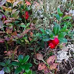 Fuerhapter Mit Bio- Bauernhof *