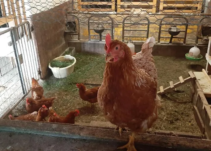 Κατάλυμα σε φάρμα Fuerhapter Mit Bio- Bauernhof Sankt Jakob in Defereggen