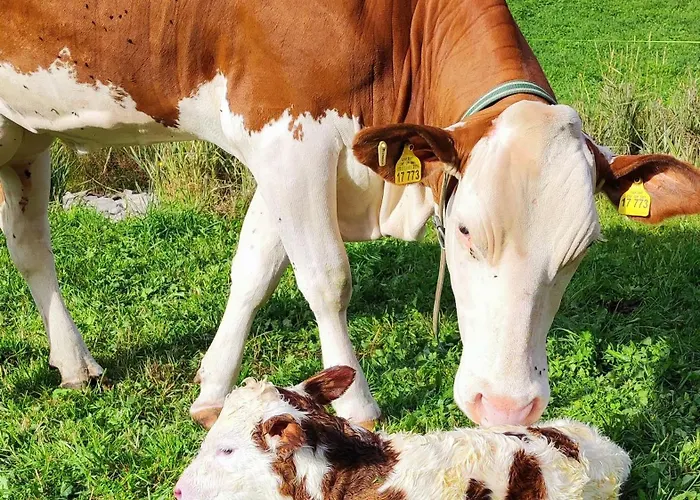 Κατάλυμα σε φάρμα Fuerhapter Mit Bio- Bauernhof