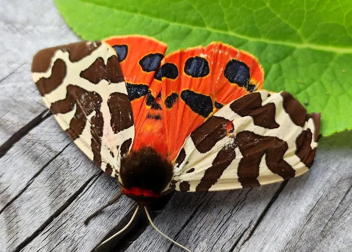 Fuerhapter Mit Bio- Bauernhof Κατάλυμα σε φάρμα *