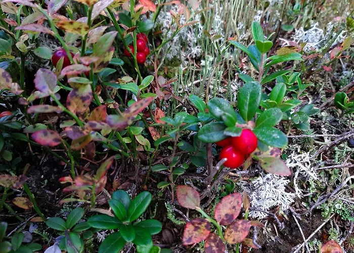 Fuerhapter Mit Bio- Bauernhof *