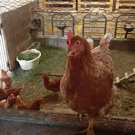 Farm stay Furhapter Mit Bio- Bauernhof Sankt Jakob in Defereggen