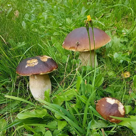 Furhapter Mit Bio- Bauernhof * Sankt Jakob in Defereggen