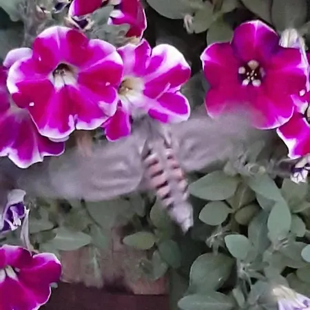 Furhapter Mit Bio- Bauernhof