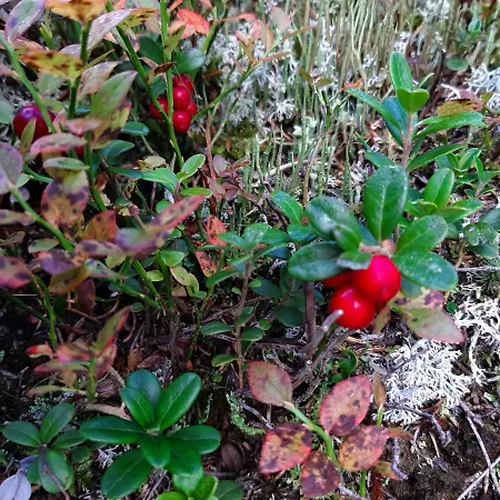 Furhapter Mit Bio- Bauernhof *